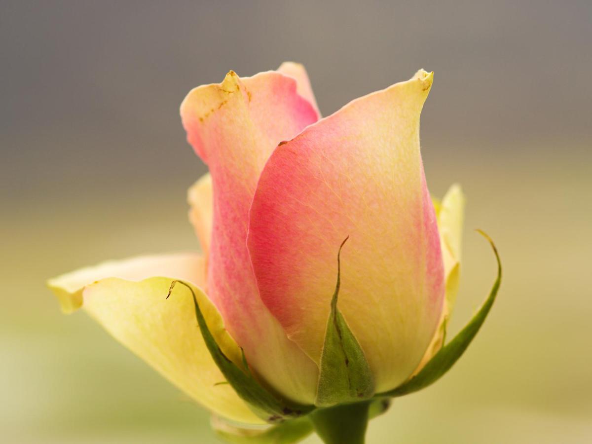 ברוטרודה Herberge Zur Rose מראה חיצוני תמונה